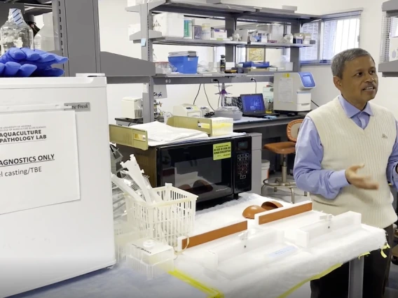 Professor Arun Dhar, the inventor behind the startup AQVac, in the Aquaculture Pathology Lab.